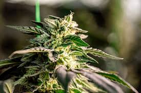 The Fascinating Journey of the Mexican Red Hair Strain The Fascinating Journey of the Mexican Red Hair Strain