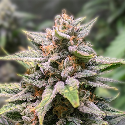 The Fascinating Journey of the Mexican Red Hair Strain The Fascinating Journey of the Mexican Red Hair Strain